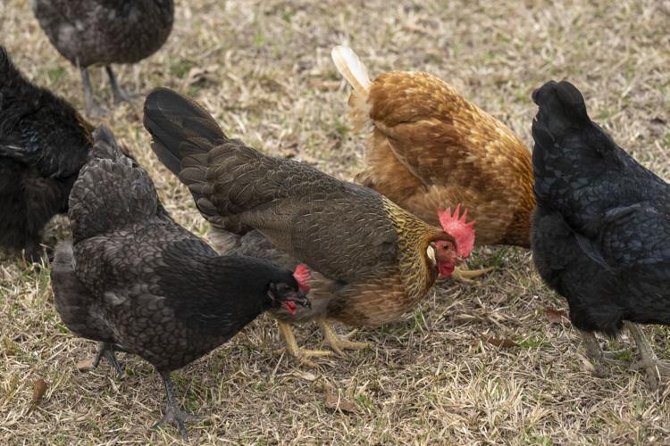 One Step Toward a Dream