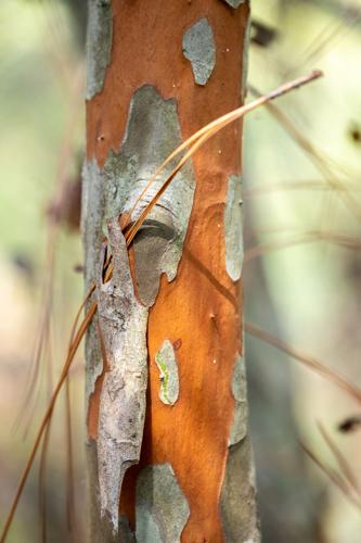 RailroadTrail_3163_20260921.jpg