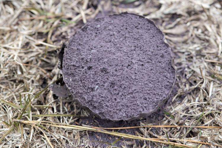 Purple Spore Puffball