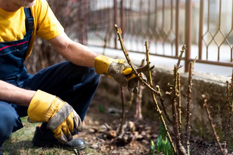 Winter Yardwork