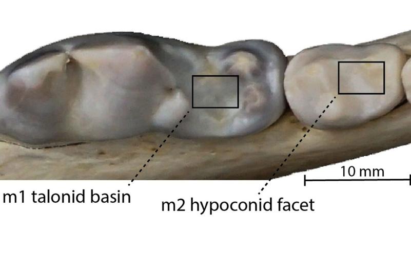 Wolves eat more bone to cope with climate change, reveals new research