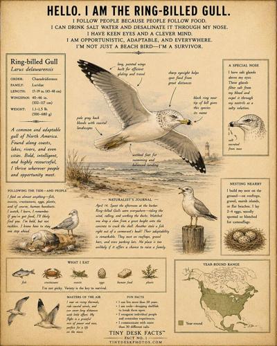 Tiny Desk Factsâ„¢ turns familiar wildlife into opportunities for discovery, including how Ring-billed Gulls can drink salt water and remove excess salt through specialized glands above their eyes. Courtesy Tiny Desk Photos.