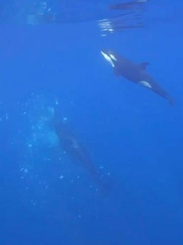 Orcas caught on camera ramming one of worlds heaviest fish so hard it exploded