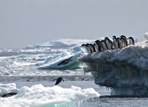 Adélie penguins leap off an iceberg at Danger Islands, Antarctica