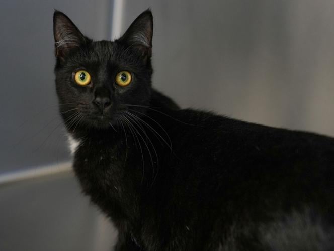 Adorable Pets for Adoption at Lake Martin Humane Society