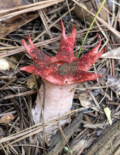 Anenome Stinkhorn_1484_20260604.jpg