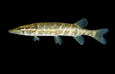 Chain Pickerel_8996.tif