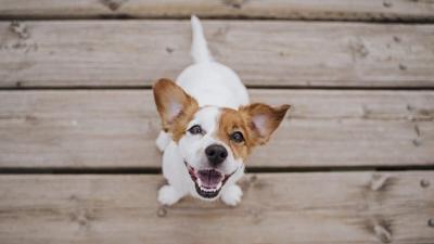 5 Unique Nutritional Needs of Tiny but Mighty Pups