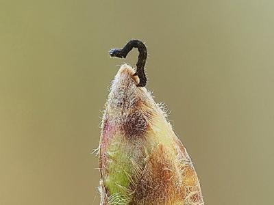 caterpillar_featured