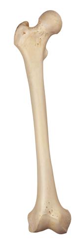 medically accurate illustration of the femur