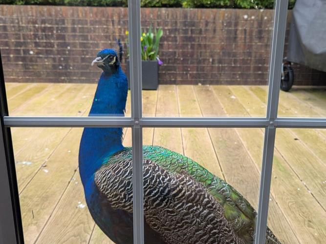 petepeacock_featured