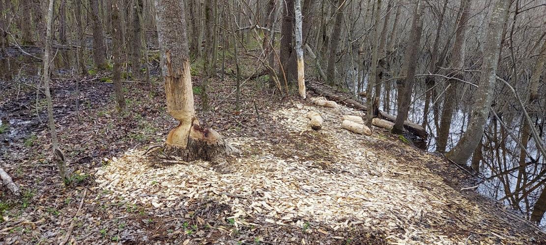 Beaver Gnawing 1.jpg