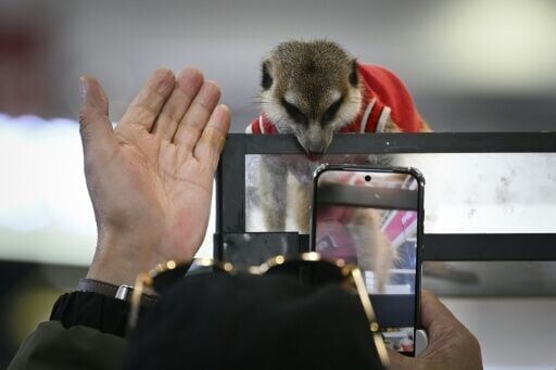A visitor takes pictures of a suricata at a pet fair in Beijing