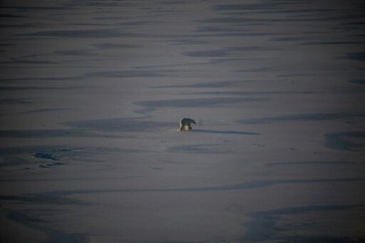 Many species, not least polar bears, depend on sea ice to breed and feed.