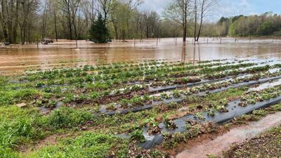 Severe storm impacts Sweet Pick’ins’ strawberry season
