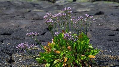 The beautiful Venetian plant with a secret climate superpower