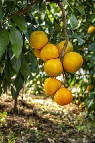 Citrus Creek Farm