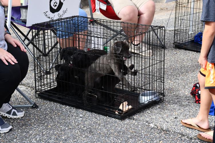 PHOTOS: Labor Day weekend kicks off with Alex City Farmers Market