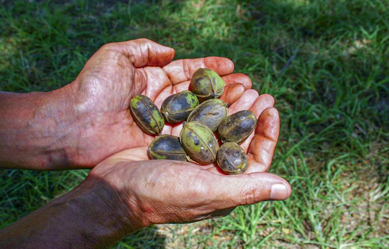 Plant new pecan groves today