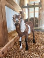 Young Titus business owner sees much success