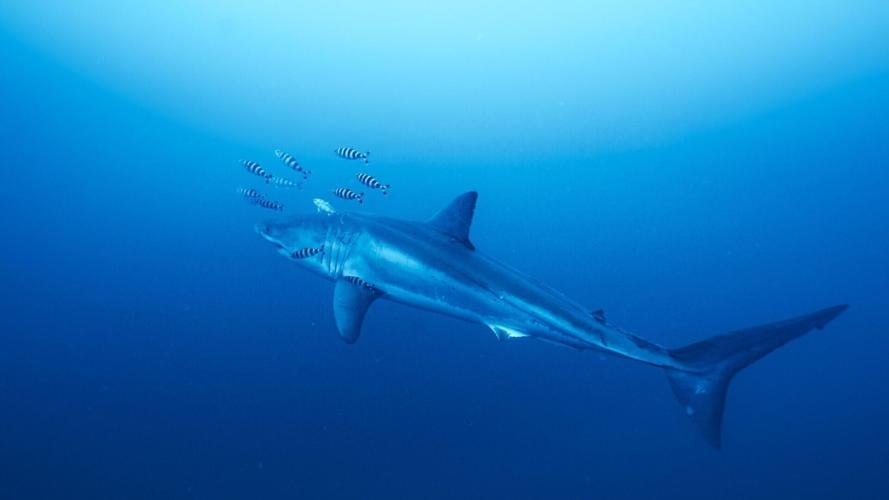 Shocking moment huge great white shark spotted in the Med