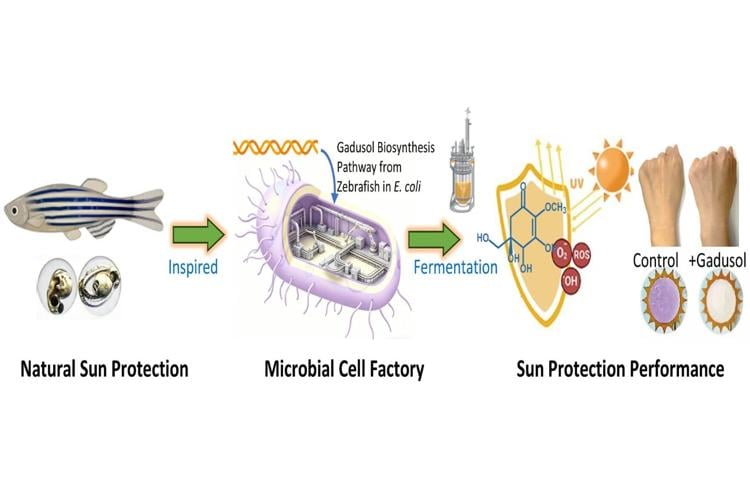 e-coli-could-be–1544723