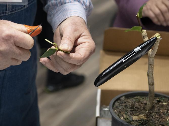PHOTOS: Camellia grafting workshop