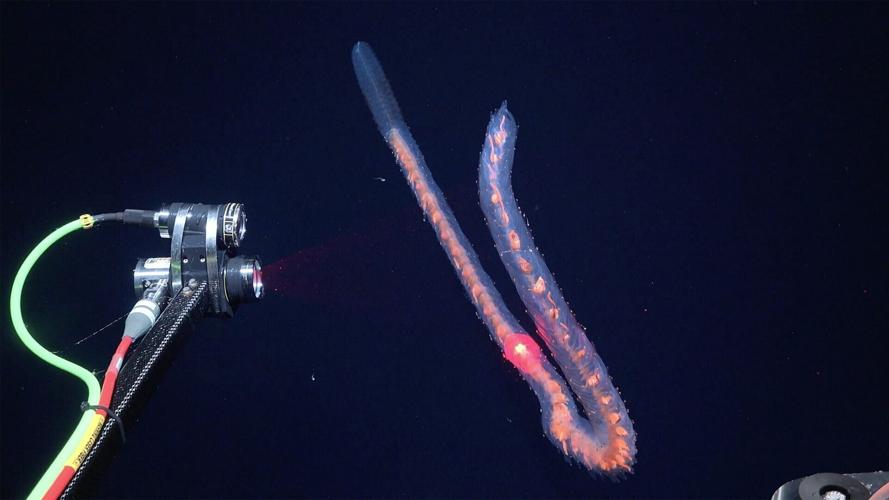 Deep-sea mission uncovers 31 new species – including one living inside another