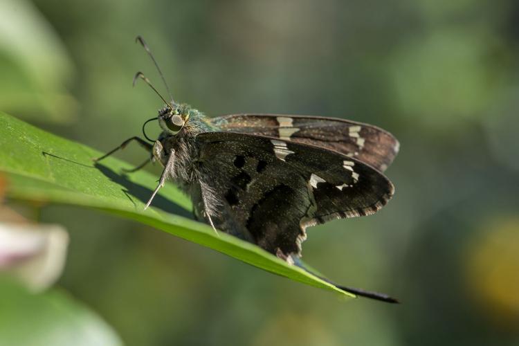 Long-tailed Skipper