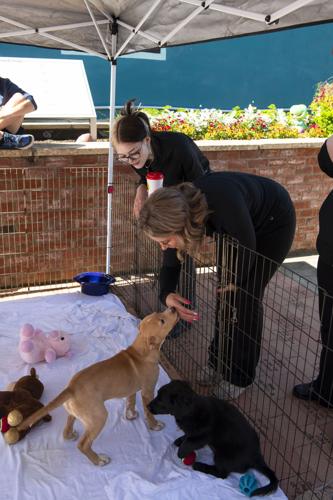 PHOTOS: Pet adoption event in downtown Wetumpka