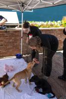 PHOTOS: Pet adoption event in downtown Wetumpka
