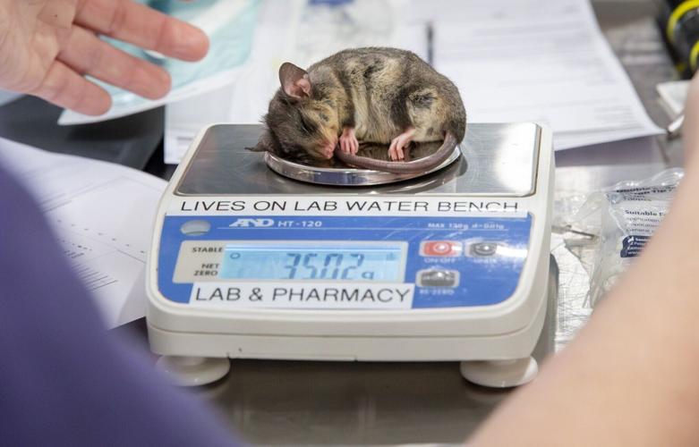 Dozen critically endangered mountain pygmy possums successfully bred