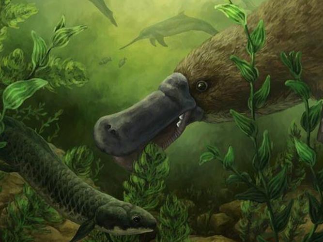 platypus_featured