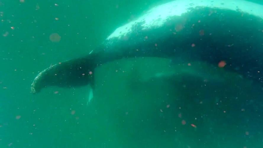 Humpback whale caught on camera grieving for her stillborn calf
