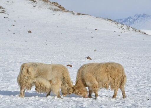 Bishkek is promoting yaks as a sustainable option