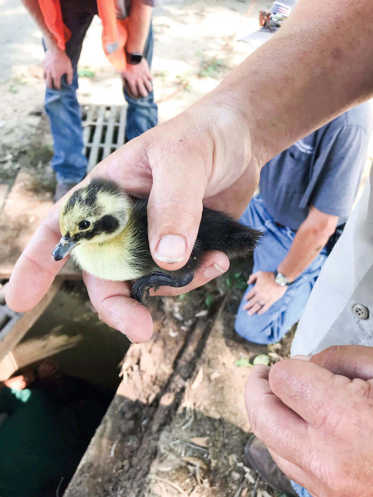 Wetumpka public works crew saves ducklings from storm drain
