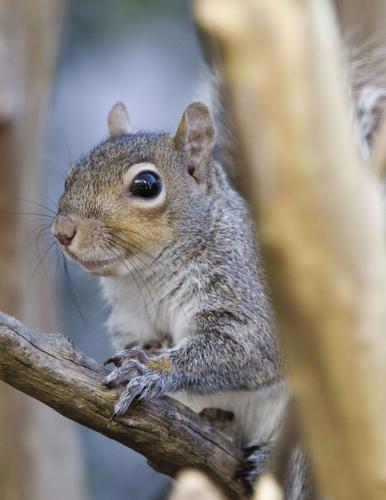 Wildlife @ the Lake House