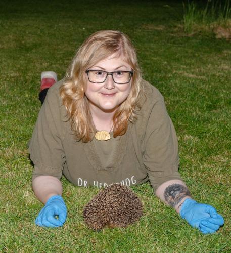 Hedgehog road deaths could be reduced using ultrasound technology, suggests study