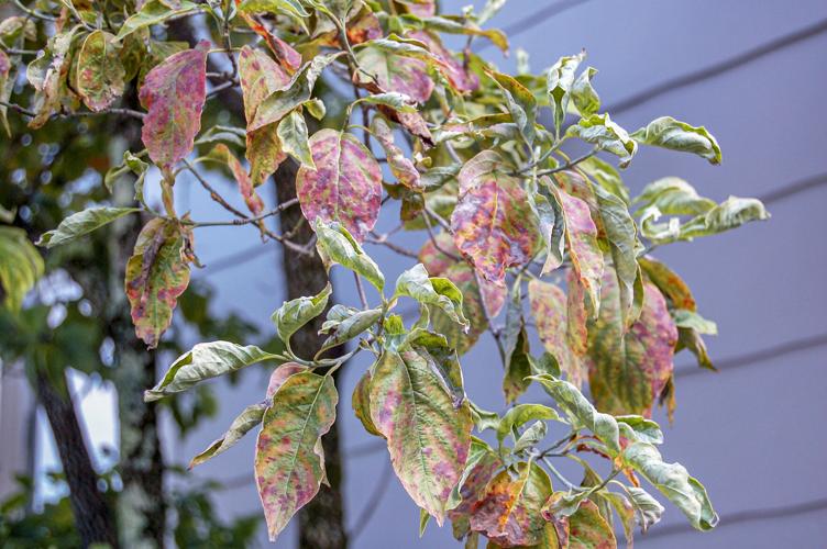Decline of the Dogwoods
