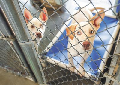 Commission sets aside money for animal care