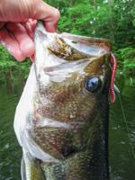 STOCK Largemouth bass fishing