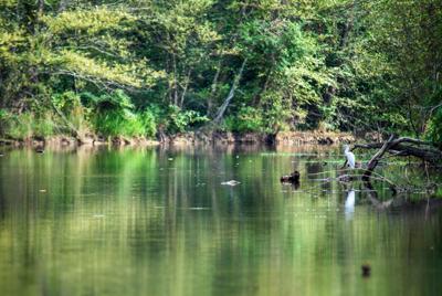 20110807_Sturdivant Creek_0020.JPG