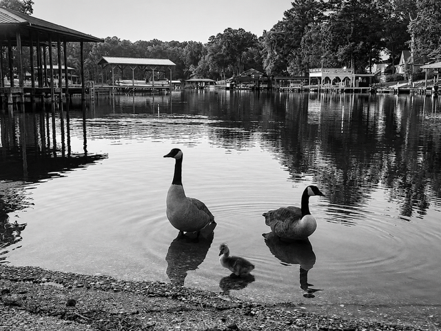 Blakc and White Geese.png