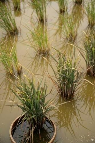 The grains were germinated in a laboratory, seedlings were planted in water in June, and harvesting began in early October