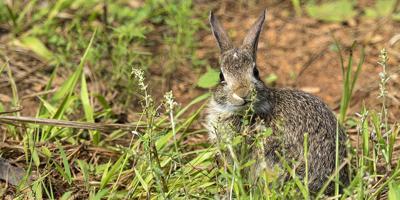 What's Up, Doc?