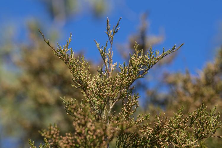 Eastern Red Cedar