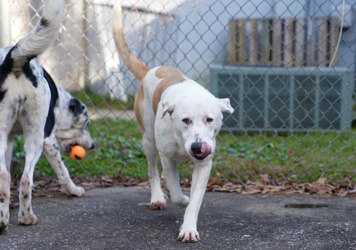 Adorable Pets for Adoption at Lake Martin Humane Society