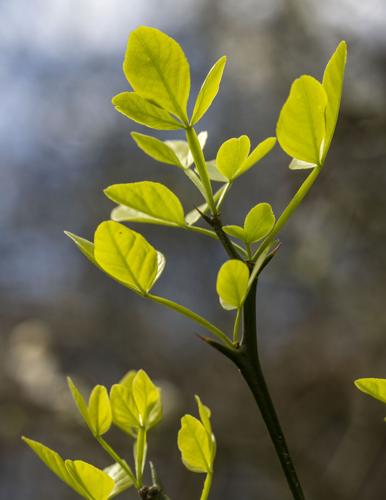 Trifoliate Orange