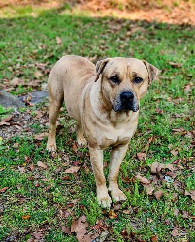 Family pet shot by hunters on family property in Claud