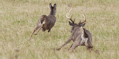 Outdoor Life: Timing the Rut